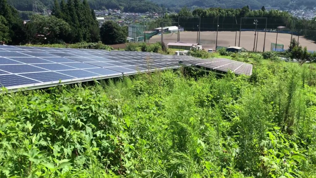 太陽光草